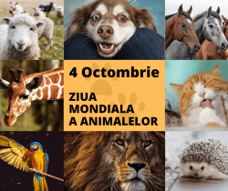4 Octombrie - Ziua mondiala a animalelor